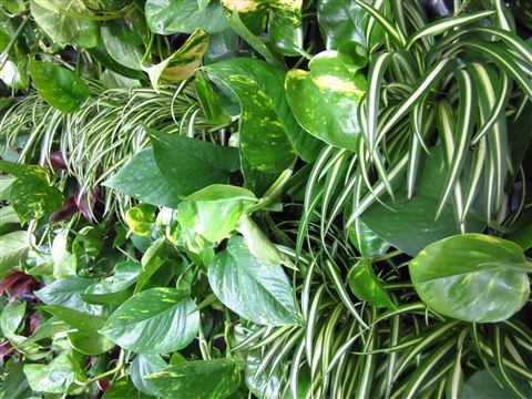 Grădină verticală cu plante naturale – Iancu Nicolae, foto 9 din 26
